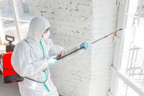 Best Mold Prevention Services in Lucerne Valley, CA